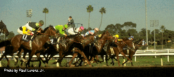 1987 Breeders Cup Classic Start (Hollywood Park)